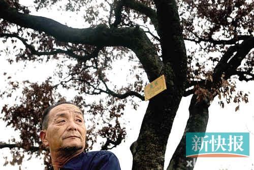 荔枝 百年/■龙潭涌村民杜老伯看着死去的百年荔枝树叹息。