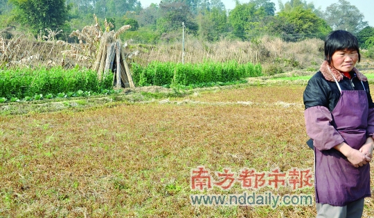 惠州小金口百亩蔬菜慢慢病死 菜农怀疑灌溉水