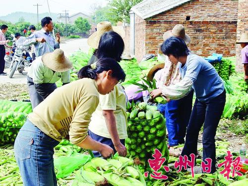 汝湖南新村甜玉米种植示范基地解决该村700多