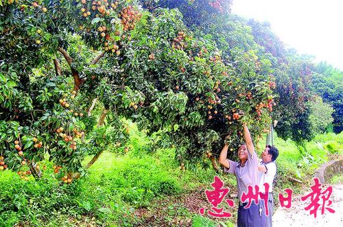 图②：村民在采摘荔枝。