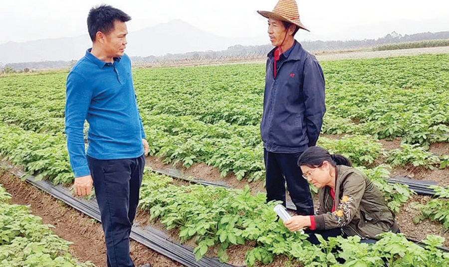 惠阳农技专家支招助农户应对寒潮