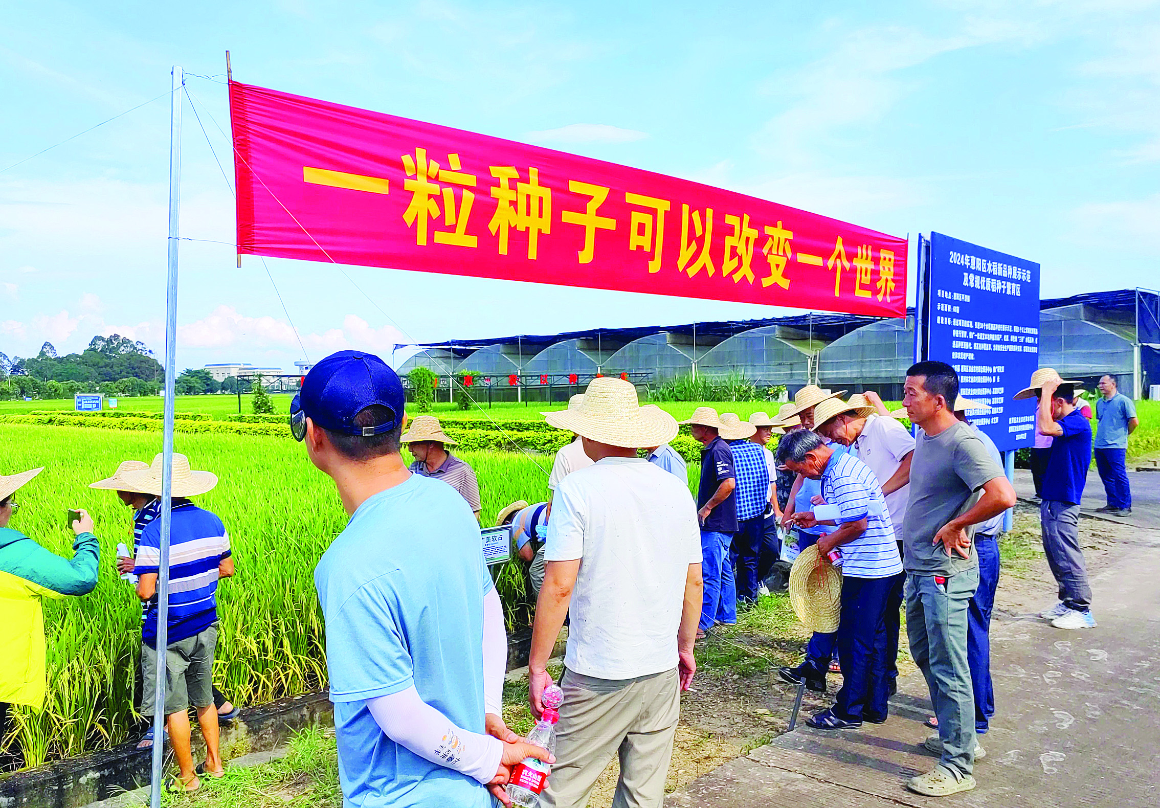 看禾选种！惠阳举行早稻新品种观摩与技术培训会