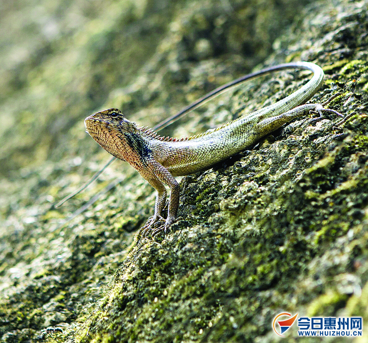 新闻 县区新闻 惠州        丽棘蜥.