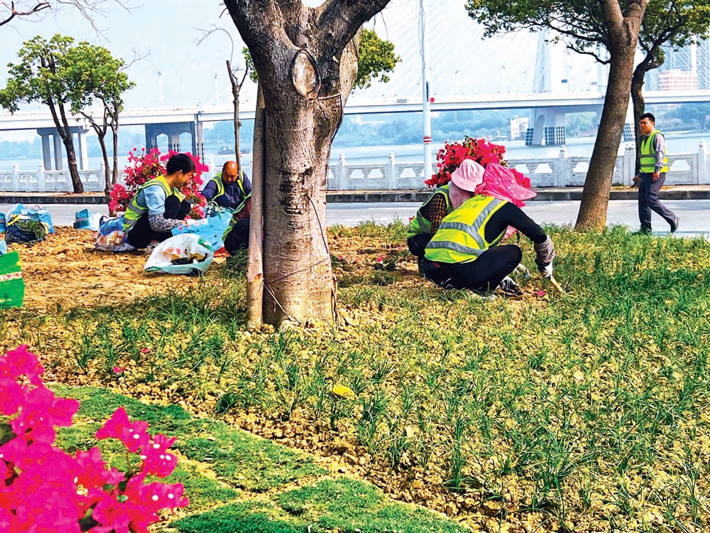 舒心！惠州市区道路沿线园林绿化KK体育景观有了很大改观(图2)