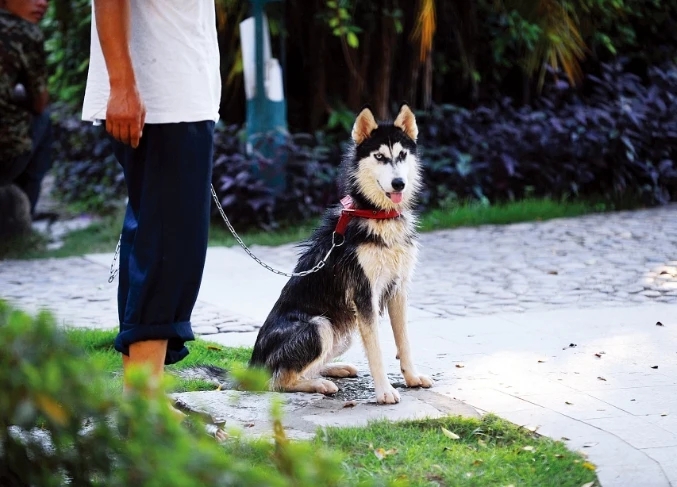 三新漫谈丨如何实现人犬和谐共处Kaiyun 开云？(图1)