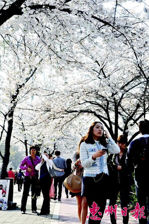 日本樱花节开始了 各种自然之神与你树下放歌