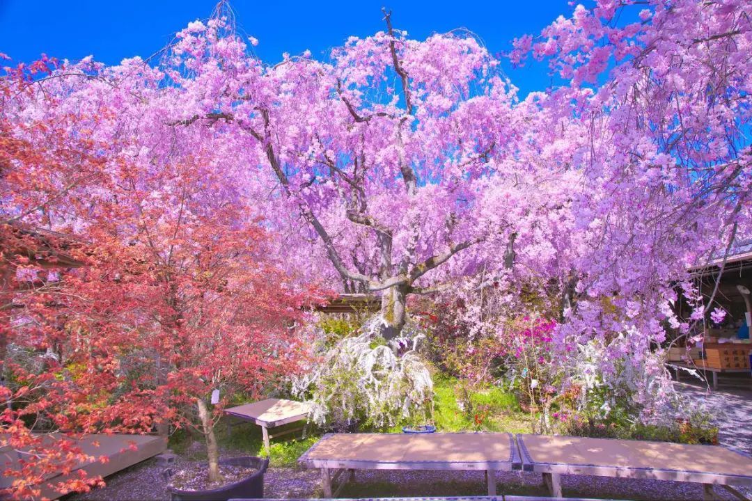 2018年第四回樱花开花预测,全日本最美的樱花一网打尽