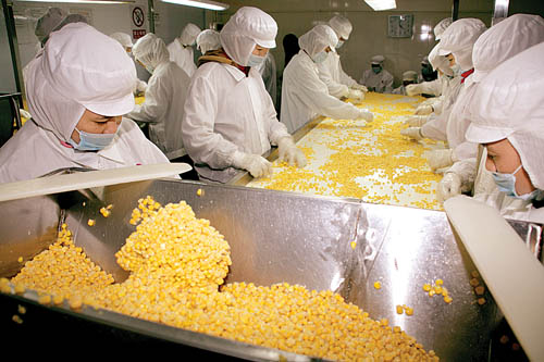 林泽权:希望打造全国最大甜玉米种植基地